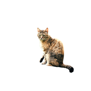 A Beautiful Tabby Cat Sits On A Rock Embraced By Lush Greenery In Spuž, Montenegro. 19382 - Cat PNG image with transparent background